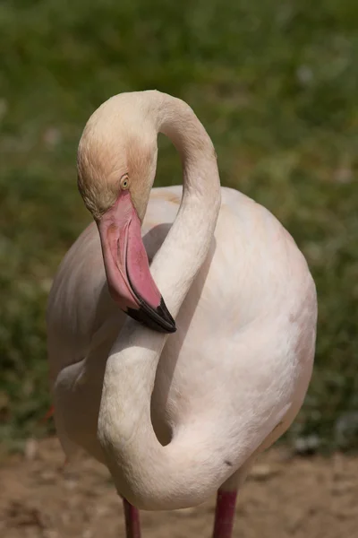 Djurparksdjur i Limassol zoo park, Cypern — Stockfoto