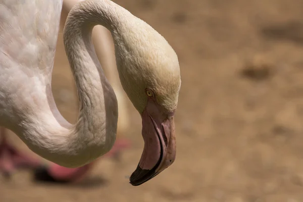 Zoológicos em Limassol zoo park, Chipre — Fotografia de Stock