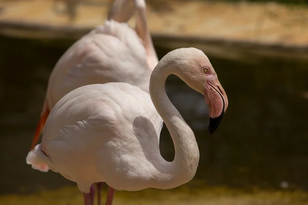 Zoo djur i zoo park, Cypern — Stockfoto