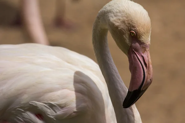 zoo animals in zoo park, Cyprus