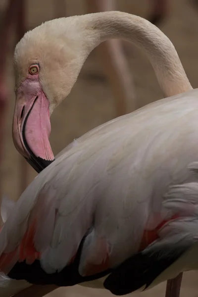 Zoológicos em Zoo Park, Chipre — Fotografia de Stock