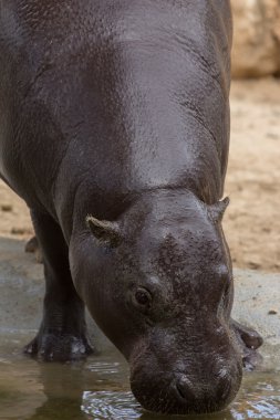 Hayvanat bahçesi hayvanları zoo Park, Kıbrıs