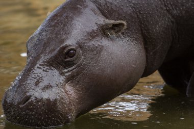Hayvanat bahçesi hayvanları zoo Park, Kıbrıs