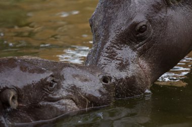 Hippo zoo Park, Limassol, Kıbrıs