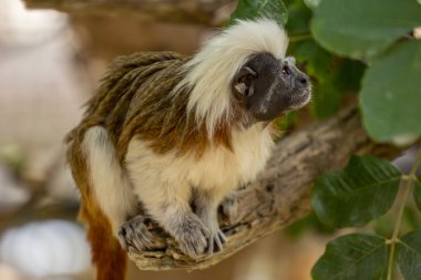 Hayvanat bahçesi hayvanları zoo Park, Kıbrıs