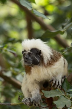 Hayvanat bahçesi hayvanları zoo Park, Kıbrıs