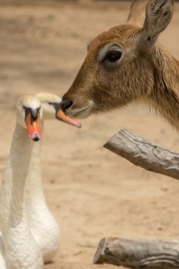 Hayvanat bahçesi hayvanları zoo Park, Kıbrıs