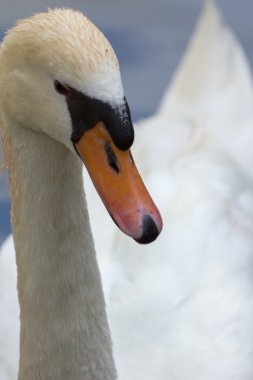 Hayvanat bahçesi hayvanları zoo Park, Kıbrıs