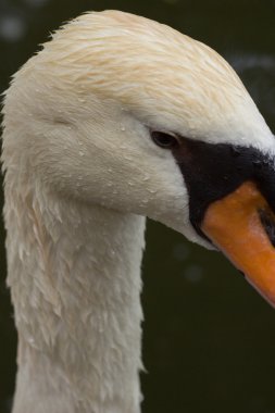 Hayvanat bahçesi hayvanları zoo Park, Kıbrıs
