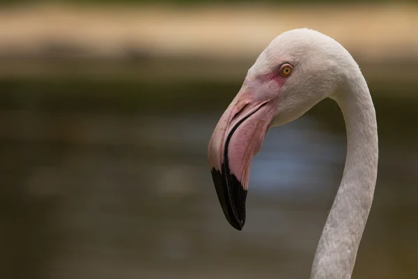 Zvířata chovaná v zoo v zoo park, Kypr — Stock fotografie