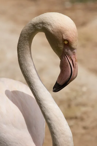 zoo animals in zoo park, Cyprus