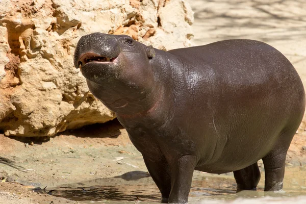 Zoo animals in zoo park, Cyprus — Stock Photo, Image