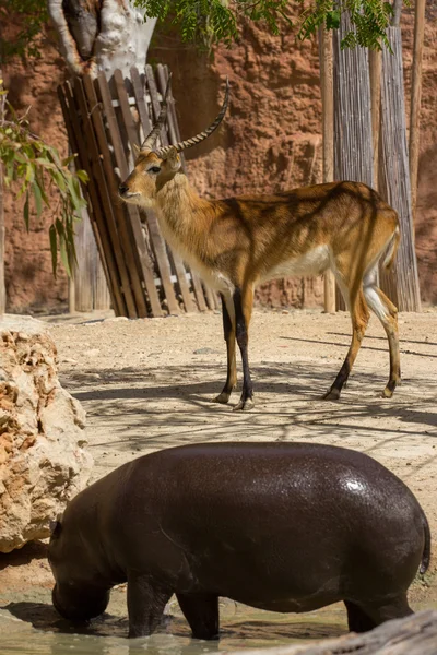 動物園、キプロスの動物園の動物 — ストック写真