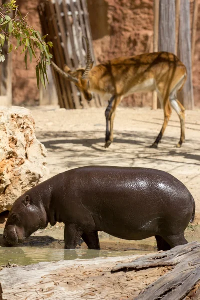 zoo animals in zoo park, Cyprus