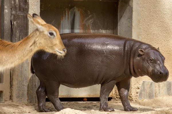 Zvířata chovaná v zoo v zoo park, Kypr — Stock fotografie