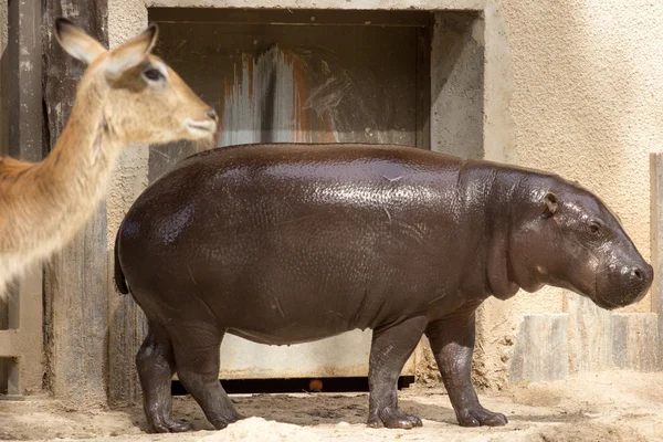 zoo animals in zoo park, Cyprus