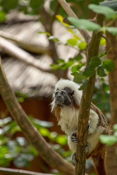 Zoológicos em Zoo Park, Chipre — Fotografia de Stock