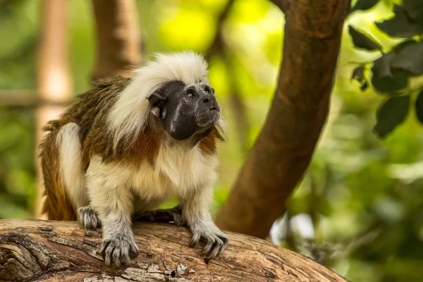 Zoológicos em Zoo Park, Chipre — Fotografia de Stock