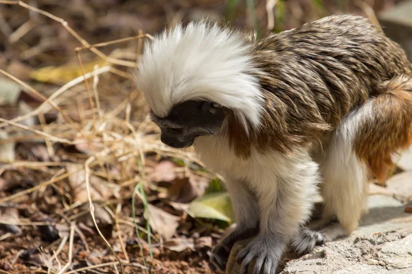 Zoológicos em Zoo Park, Chipre — Fotografia de Stock