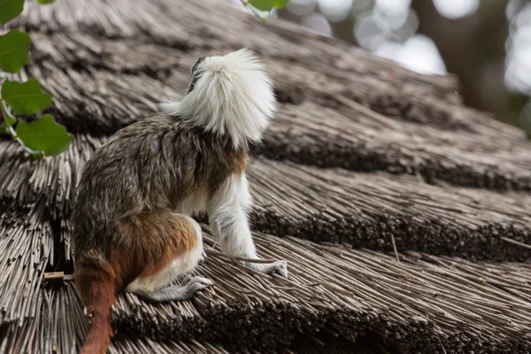 Zoológicos em Zoo Park, Chipre — Fotografia de Stock