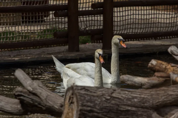 Zoológicos em Zoo Park, Chipre — Fotografia de Stock