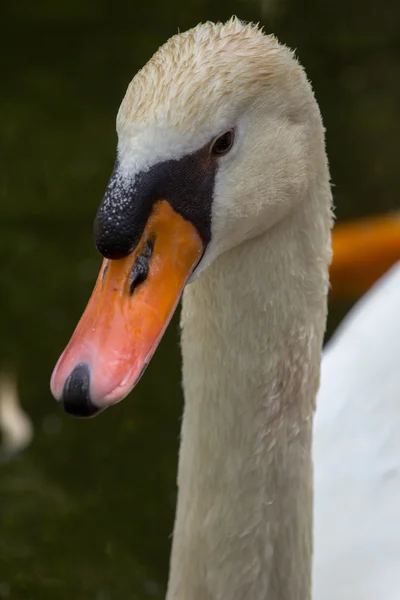 Animali dello zoo nel parco dello zoo, Cipro — Foto Stock