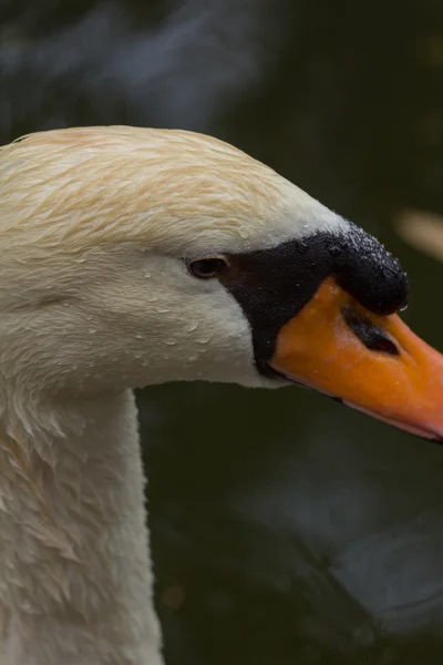 Zvířata chovaná v zoo v zoo park, Kypr — Stock fotografie