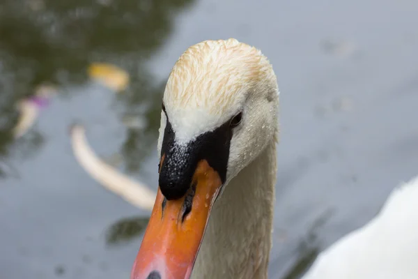 Zvířata chovaná v zoo v zoo park, Kypr — Stock fotografie