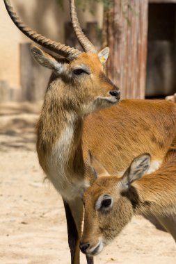 Hayvanat bahçesi hayvanları zoo Park, Kıbrıs