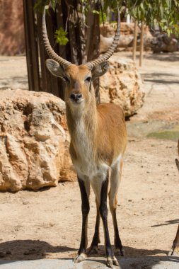 Hayvanat bahçesi hayvanları zoo Park, Kıbrıs