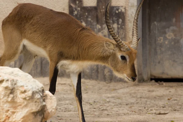 Animaux de zoo dans le parc zoologique, Chypre — Photo