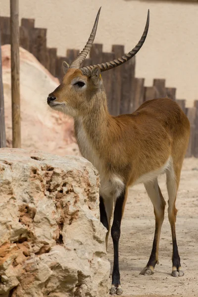 Animaux de zoo dans le parc zoologique, Chypre — Photo