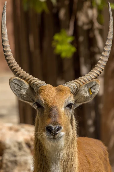 Zvířata chovaná v zoo v zoo park, Kypr — Stock fotografie