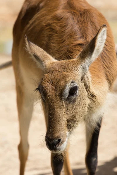 zoo animals in zoo park, Cyprus