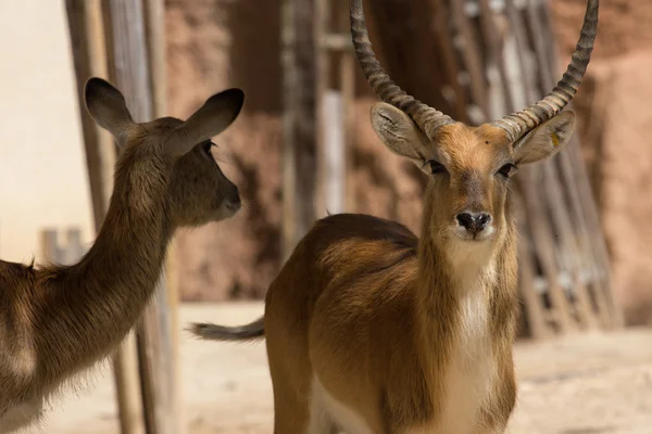 zoo animals in zoo park, Cyprus