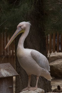 Hayvanat bahçesi hayvanları zoo Park, Kıbrıs