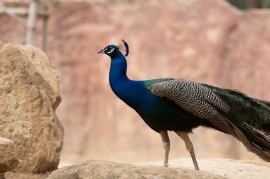 Hayvanat bahçesi hayvanları zoo Park, Kıbrıs