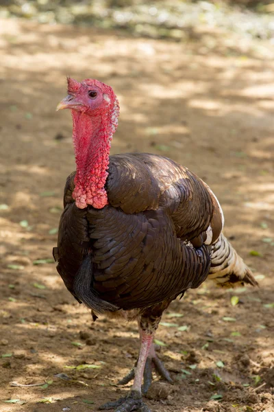 Hayvanat bahçesi hayvanları zoo Park, Kıbrıs — Stok fotoğraf