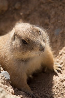 Hayvanat bahçesi hayvanları Kıbrıs Hayvanat Bahçesi Parkı