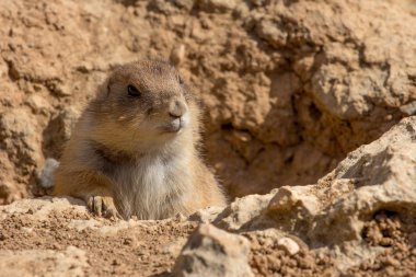 Hayvanat bahçesi hayvanları Kıbrıs Hayvanat Bahçesi Parkı