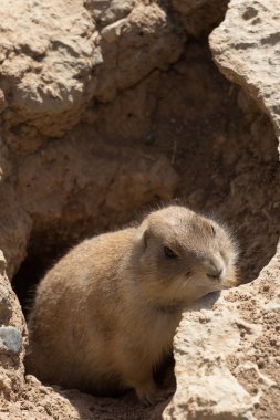 Hayvanat bahçesi hayvanları Kıbrıs Hayvanat Bahçesi Parkı