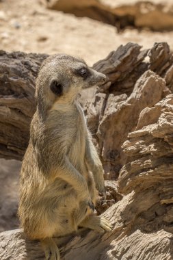 Hayvanat bahçesi hayvanları Kıbrıs Hayvanat Bahçesi Parkı