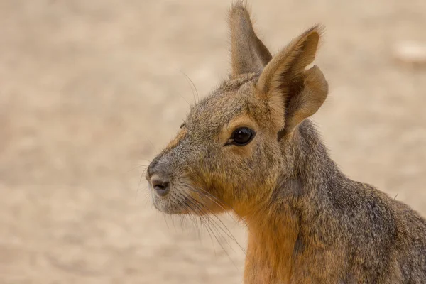 Zoo animals in Cyprus zoo park — Stock Photo, Image