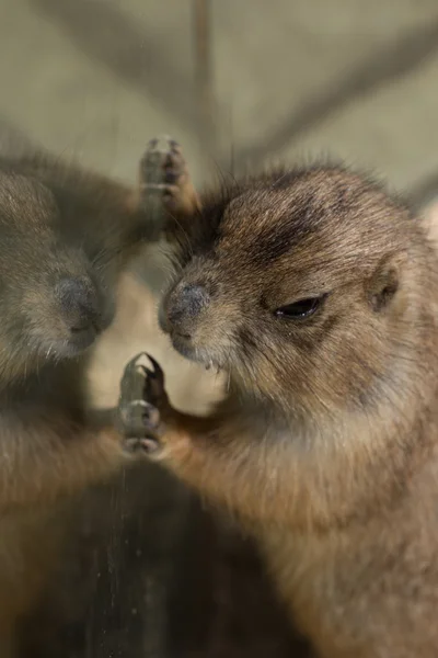 Zvířata chovaná v zoo v Kypru zoo parku — Stock fotografie