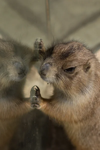 Animali dello zoo nel parco zoo di Cipro — Foto Stock