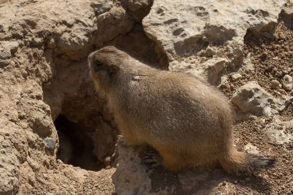 Animales del zoológico en Chipre parque zoológico — Foto de Stock