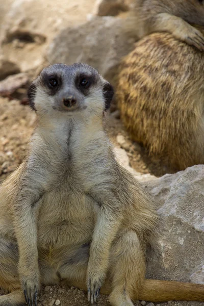 Zoo animaux dans le parc zoologique de Chypre — Photo