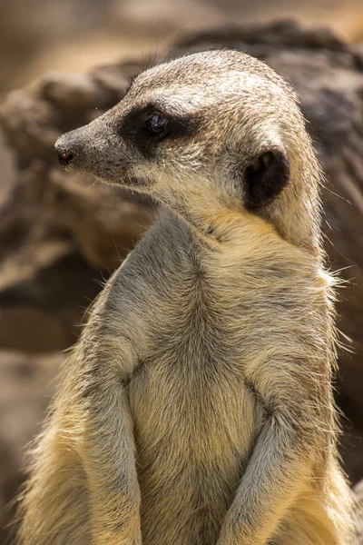 Zoo animaux dans le parc zoologique de Chypre — Photo