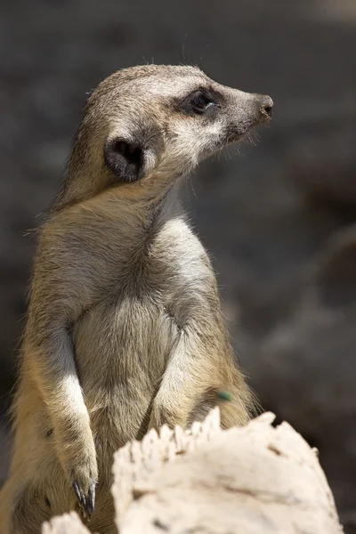 Zvířata chovaná v zoo v Kypru zoo parku — Stock fotografie