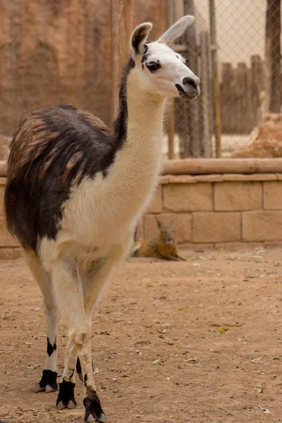 Zoo animals in Cyprus zoo park — Stock Photo, Image